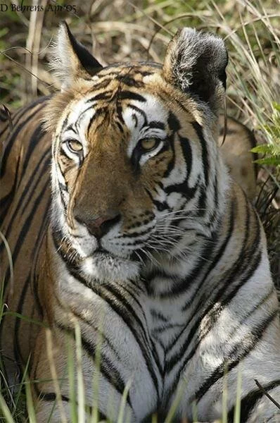 Tigers are the largest of the big cats. Photograph Credit: David Behrens