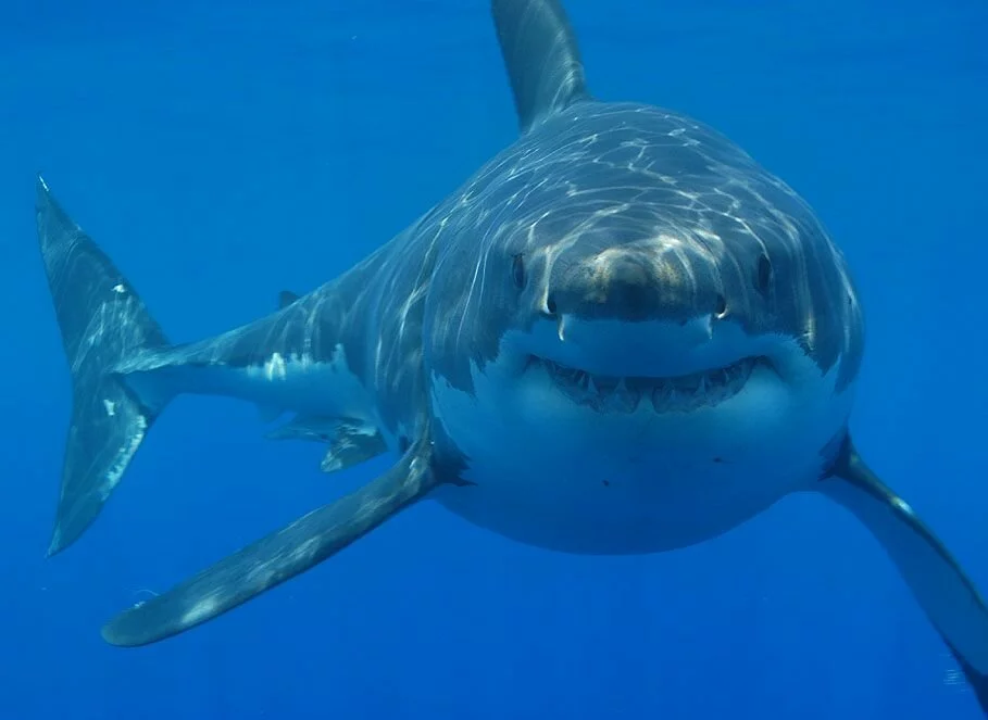 The great white shark is the largest of all predatory sharks and among