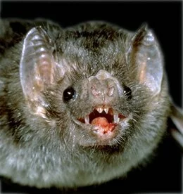 Photograph Credit: Phil Myers, Museum of Zoology, University of Michigan