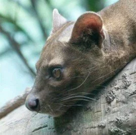 Fossa Northrup