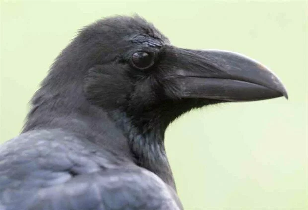 Photograph Source: Northrup.org