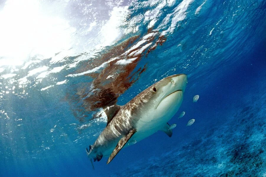 Tiger Shark, Photograph Credit: Klaus Jost